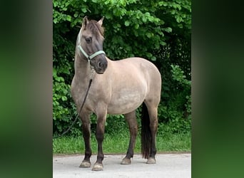 Konik, Stute, 21 Jahre, 142 cm, Falbe Konik, Stute, 21 Jahre, 142 cm, Falbe
