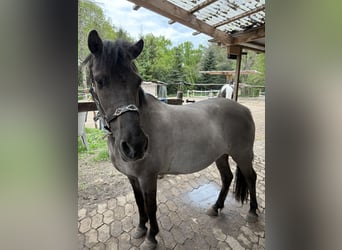 Konik, Stute, 23 Jahre, 125 cm, Falbe