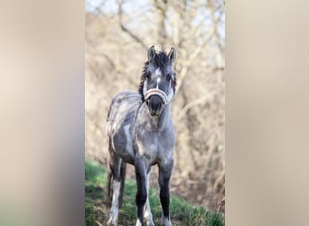 Konik, Stute, 2 Jahre, 130 cm, Schecke