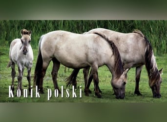 Konik, Stute, 2 Jahre, 135 cm, Grullo