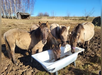 Konik, Stute, 2 Jahre, 140 cm, Schimmel