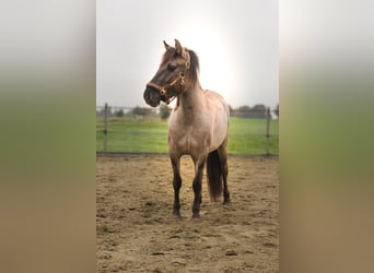 Konik, Stute, 3 Jahre, 133 cm, Grullo