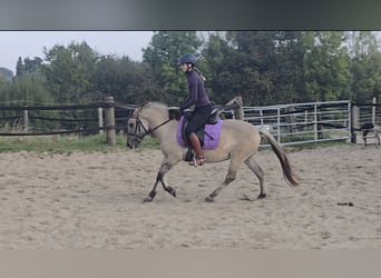 Konik Mix, Stute, 4 Jahre, 129 cm, Falbe