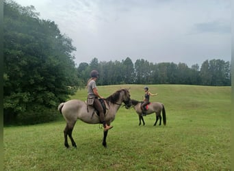 Konik, Stute, 4 Jahre, 143 cm, Red Dun