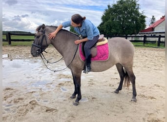Konik, Stute, 4 Jahre, 143 cm, Red Dun