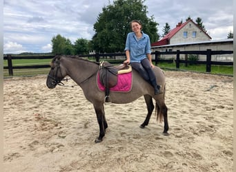 Konik, Stute, 4 Jahre, 143 cm, Red Dun
