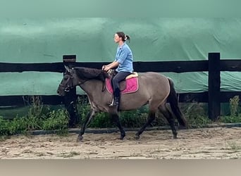 Konik, Stute, 4 Jahre, 145 cm, Falbe