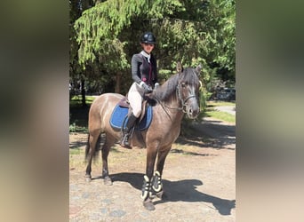 Konik, Stute, 5 Jahre, 138 cm, Falbe