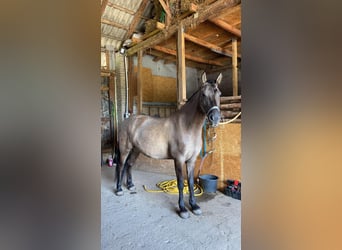 Konik, Stute, 5 Jahre, 140 cm