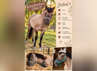 Konik, Stute, 5 Jahre, 140 cm, Falbe
