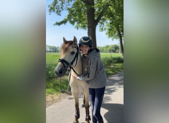 Konik, Stute, 5 Jahre, 140 cm