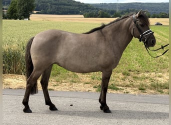 Konik Mix, Stute, 6 Jahre, 133 cm, Falbe