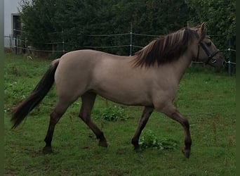 Konik, Stute, 6 Jahre, 138 cm, Falbe