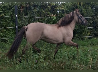 Konik, Stute, 6 Jahre, 138 cm, Falbe