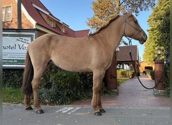 Konik, Stute, 6 Jahre, 145 cm, Falbe