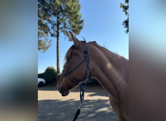 Konik, Stute, 6 Jahre, 145 cm, Falbe