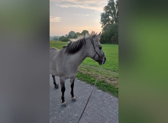 Konik, Stute, 7 Jahre, 138 cm, Falbe