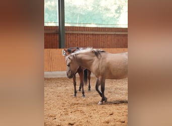 Konik, Stute, 7 Jahre, 138 cm, Falbe