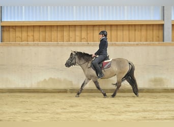 Konik, Stute, 7 Jahre, 139 cm, Grullo