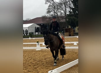 Konik, Stute, 7 Jahre, 142 cm, Falbe