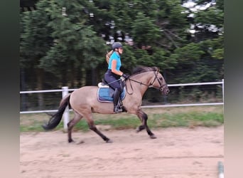 Konik, Stute, 7 Jahre, 145 cm, Falbe