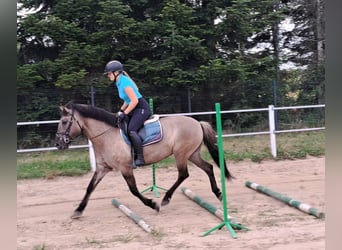 Konik, Stute, 7 Jahre, 145 cm, Falbe