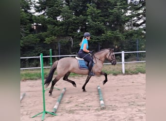 Konik, Stute, 7 Jahre, 145 cm, Falbe