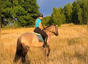 Konik, Stute, 7 Jahre, 145 cm, Falbe