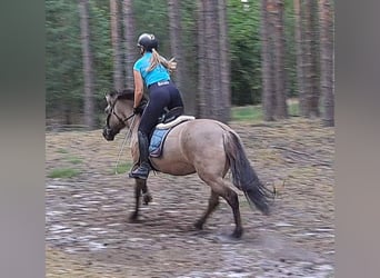 Konik, Stute, 7 Jahre, 145 cm, Falbe
