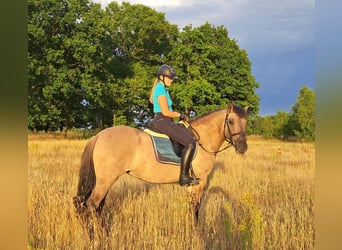 Konik, Stute, 7 Jahre, 145 cm, Falbe