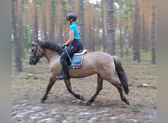Konik, Stute, 7 Jahre, 145 cm, Falbe