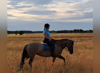 Konik, Stute, 7 Jahre, 145 cm, Falbe