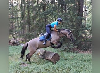 Konik, Stute, 7 Jahre, 145 cm, Falbe