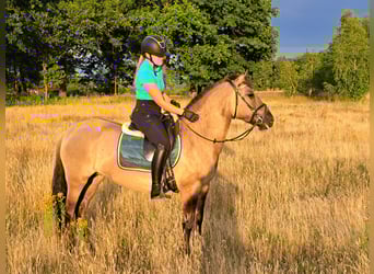 Konik, Stute, 7 Jahre, 145 cm, Falbe