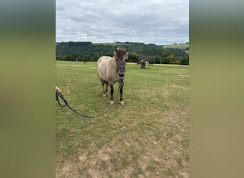 Konik, Stute, 7 Jahre, 145 cm
