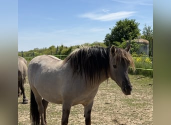 Konik, Stute, 8 Jahre, 137 cm, Grullo