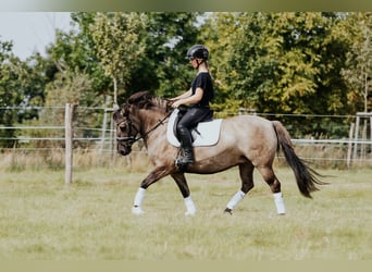 Konik, Stute, 9 Jahre, 135 cm
