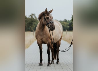 Konik, Stute, 9 Jahre, 135 cm