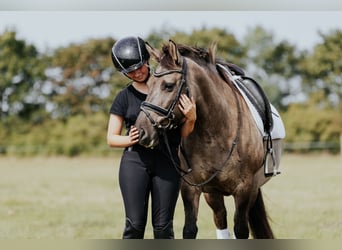 Konik, Stute, 9 Jahre, 135 cm