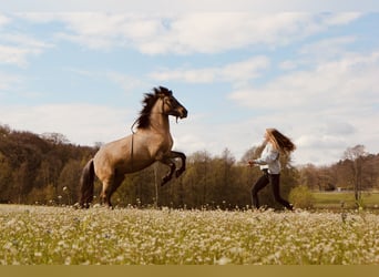 Konik, Stute, 9 Jahre, 136 cm, Falbe