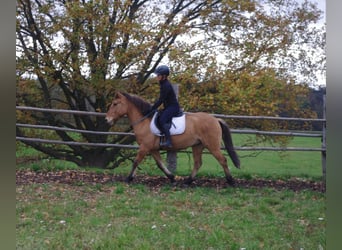 Konik, Valack, 3 år, 142 cm, Fux med ål