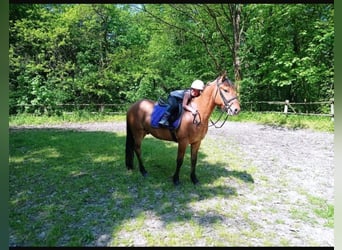 Konik, Valack, 3 år, 142 cm, Fux med ål