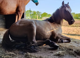 Konik Blandning, Valack, 3 år, 145 cm, Black