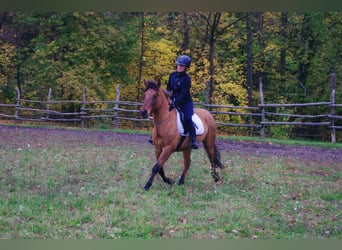 Konik, Valack, 4 år, 142 cm, Black