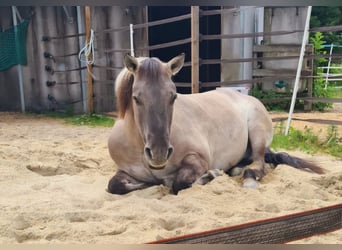 Konik, Wallach, 10 Jahre, 130 cm, Falbe