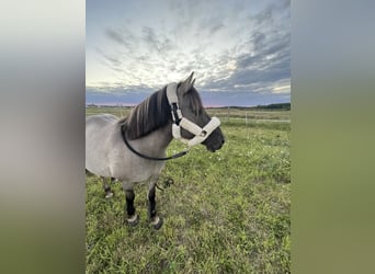 Konik, Wallach, 10 Jahre, 138 cm, Buckskin