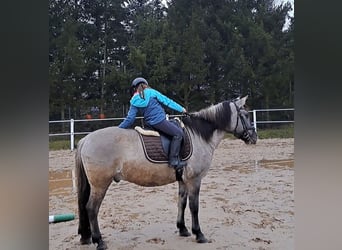 Konik, Wallach, 10 Jahre, 152 cm, Falbe