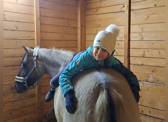 Konik, Wallach, 10 Jahre, 152 cm, Falbe