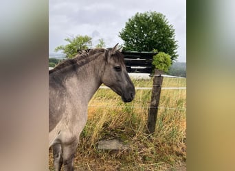 Konik, Wallach, 11 Jahre, 140 cm