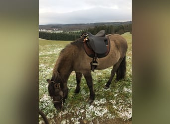 Konik, Wallach, 11 Jahre, 140 cm